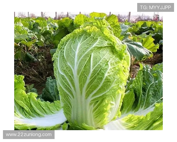 全面解析白菜平台大全：最全资源与使用指南